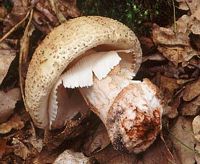 Amanite rougissante. Cliquer pour agrandir l'image.