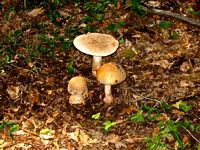 Amanite rougissante. Cliquer pour agrandir l'image.