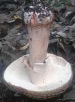 Amanite rougissante. Cliquer pour agrandir l'image.