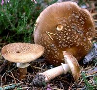 Amanite rougissante. Cliquer pour agrandir l'image.