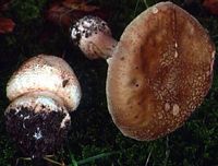 Amanite rougissante. Cliquer pour agrandir l'image.