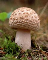 Amanite rougissante. Cliquer pour agrandir l'image.