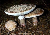 Amanite rougissante. Cliquer pour agrandir l'image.