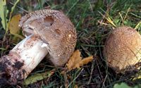 Amanite rougissante. Cliquer pour agrandir l'image.