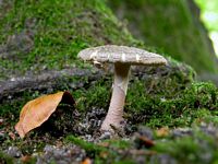 Amanite rougissante. Cliquer pour agrandir l'image.