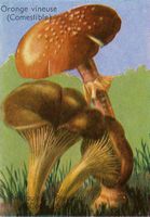 Amanite rougissante. Dessin d'identification avec pleurote de panicaut. Cliquer pour agrandir l'image.