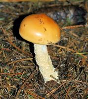 Cheires de Côme. Cliquer pour agrandir l'image.