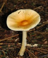 Cheires de Côme. Cliquer pour agrandir l'image.