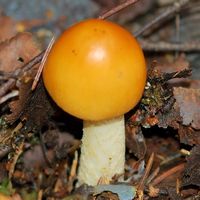 Cheires de Côme. Cliquer pour agrandir l'image.