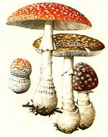 Amanite tue mouche. Amanite tue mouche (rouge) et amanite panthère (grise). Cliquer pour agrandir l'image.