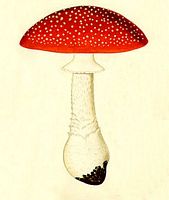 Amanite tue mouche. Peinture. Cliquer pour agrandir l'image.