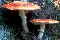 Amanite tue mouche. Cliquer pour agrandir l'image.