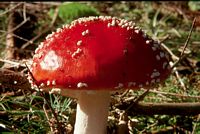 Amanite tue mouche. Chapeau. Cliquer pour agrandir l'image.