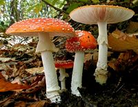 Amanite tue mouche. Cliquer pour agrandir l'image.