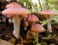 Amanite tue mouche. Cliquer pour agrandir l'image.