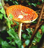 Amanite tue mouche. Cliquer pour agrandir l'image.