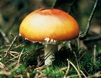 Amanite tue mouche. Cliquer pour agrandir l'image.
