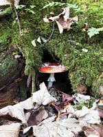 Amanite tue mouche. Cliquer pour agrandir l'image.