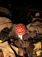 Amanite tue mouche. Cliquer pour agrandir l'image.