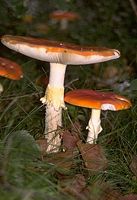 Amanite tue mouche. Cliquer pour agrandir l'image.