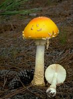 Amanite tue mouche. Amanite tue mouche variété formosa. Cliquer pour agrandir l'image.