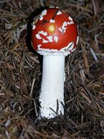Amanite tue mouche. Cliquer pour agrandir l'image.