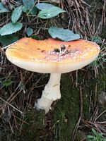 Amanite tue mouche. Cliquer pour agrandir l'image.