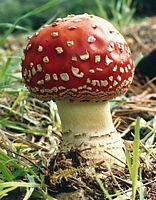 Amanite tue mouche. Cliquer pour agrandir l'image. Amanite tue mouche. Cliquer pour agrandir l'image.