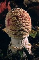Amanite tue mouche. Cliquer pour agrandir l'image.