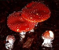 Amanite tue mouche. Cliquer pour agrandir l'image. Amanite tue mouche. Cliquer pour agrandir l'image.