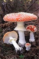 Amanite tue mouche. Cliquer pour agrandir l'image. Amanite tue mouche. Cliquer pour agrandir l'image.