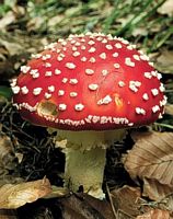 Amanite tue mouche. Cliquer pour agrandir l'image.