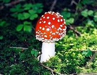 Amanite tue mouche. Cliquer pour agrandir l'image.
