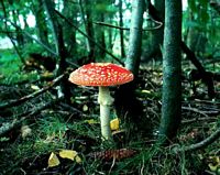 Amanite tue mouche. Cliquer pour agrandir l'image.