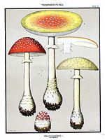Amanite tue mouche. Dessin d'identification. Cliquer pour agrandir l'image.