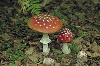 Amanite tue mouche. Cliquer pour agrandir l'image.