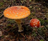Amanite tue mouche. Cliquer pour agrandir l'image. Amanite tue mouche. Cliquer pour agrandir l'image.