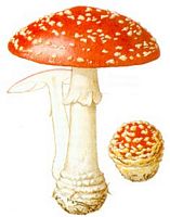 Amanite tue mouche. Dessin. Cliquer pour agrandir l'image.