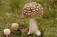 Amanite tue mouche. Amanita regalis