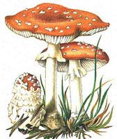 Amanite tue mouche. Amanite tue mouche (rouge) et amanite panthère (grise). Cliquer pour agrandir l'image.