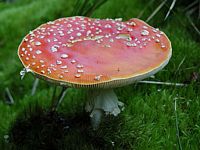 Amanite tue mouche. Amanita regalis Amanite tue mouche. Amanita regalis