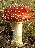 Amanite tue mouche. Cliquer pour agrandir l'image.