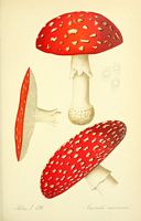 Amanite tue mouche. Planche d'identification Thomé 136a. Cliquer pour agrandir l'image.
