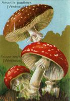 Amanite tue mouche. Dessin d'identification (avec amanite panthère). Cliquer pour agrandir l'image.