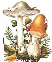 Amanite vaginée. Dessin. Cliquer pour agrandir l'image.