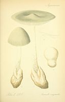 Amanite vaginée. Planche d'identification Thomé 135c. Cliquer pour agrandir l'image.