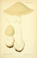 Amanite vireuse. Planche d'identification Thomé 135e. Cliquer pour agrandir l'image.