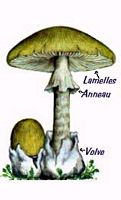 Amanites. Dessin. Cliquer pour agrandir l'image.