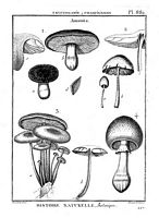 Les amanites par Lamarck. Cliquer pour agrandir l'image.