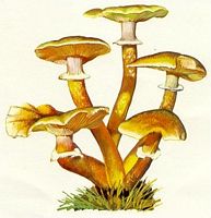 Armillaire couleur de miel. Dessin. Cliquer pour agrandir l'image.